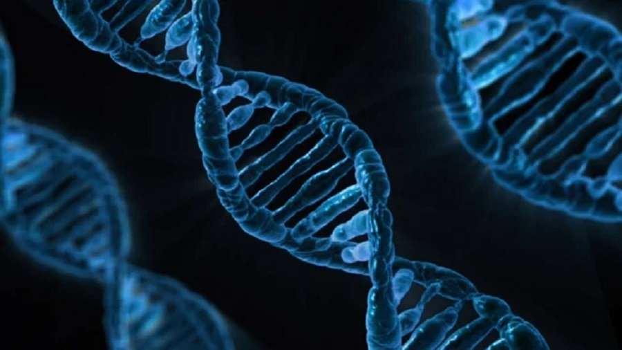 Perbedaan DNA dan RNA (Dok Pixabay)