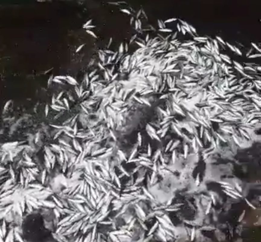 Video viral fenomena alam ribuan ikan naik ke daratan (Dok tangkapan layar)