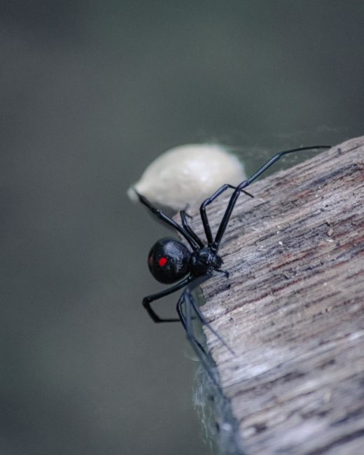Hilang 200 tahun, laba-laba hitam alias black widow spider akhirnya muncul di Gironde, Prancis.