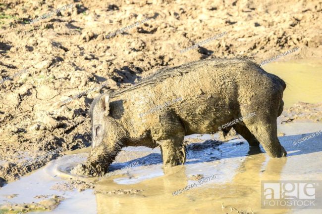 Binatang suka mandi lumpur