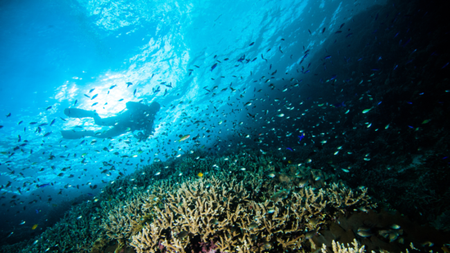 Menyelam dan Snorkeling di Bunaken (Foto: canva)