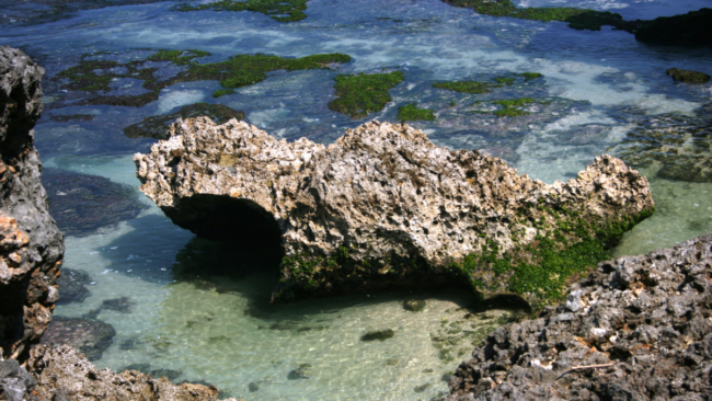 Rumput Laut Pantai Ngobaran Jogja (Foto: canva)
