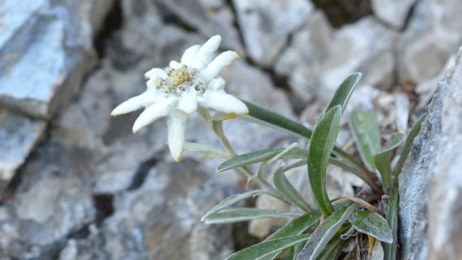 Leontopodium alpinum atau Edelweis Alpen (Foto: canva)