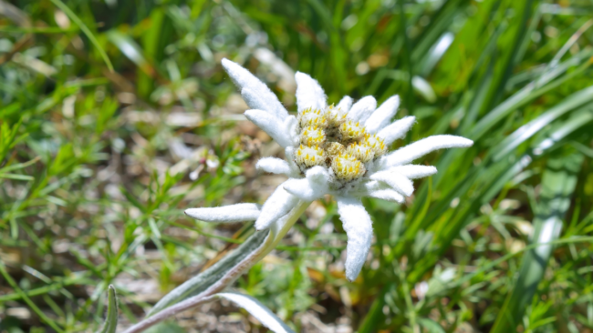 Leontopodium himalaicum atau Edelweis Himalaya (Foto: canva)