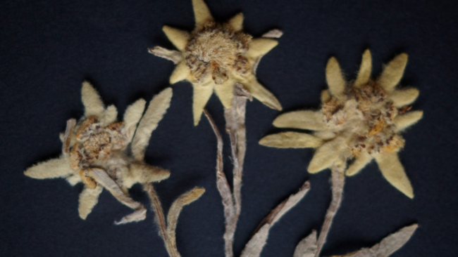 Leontopodium leontopodioides atau Edelweis Kunming (Foto: canva)