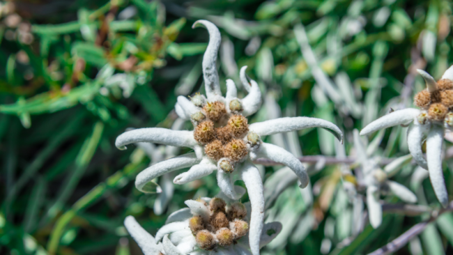 Leontopodium nivale subsp. argenteum (Foto: canva)