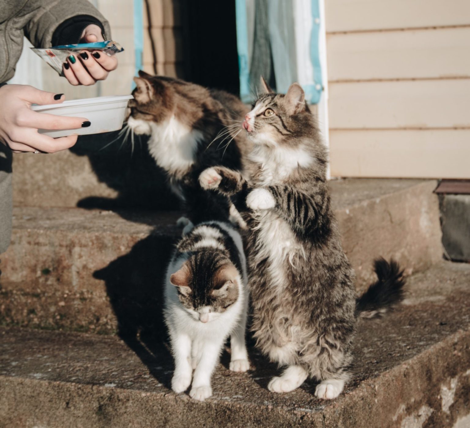 Ketahui Takaran Harian Wet Food untuk Kucing