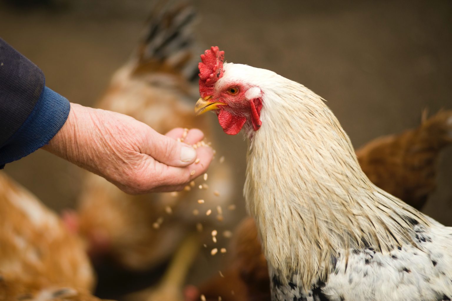 Memahami Alektorophobia, Fobia terhadap Ayam