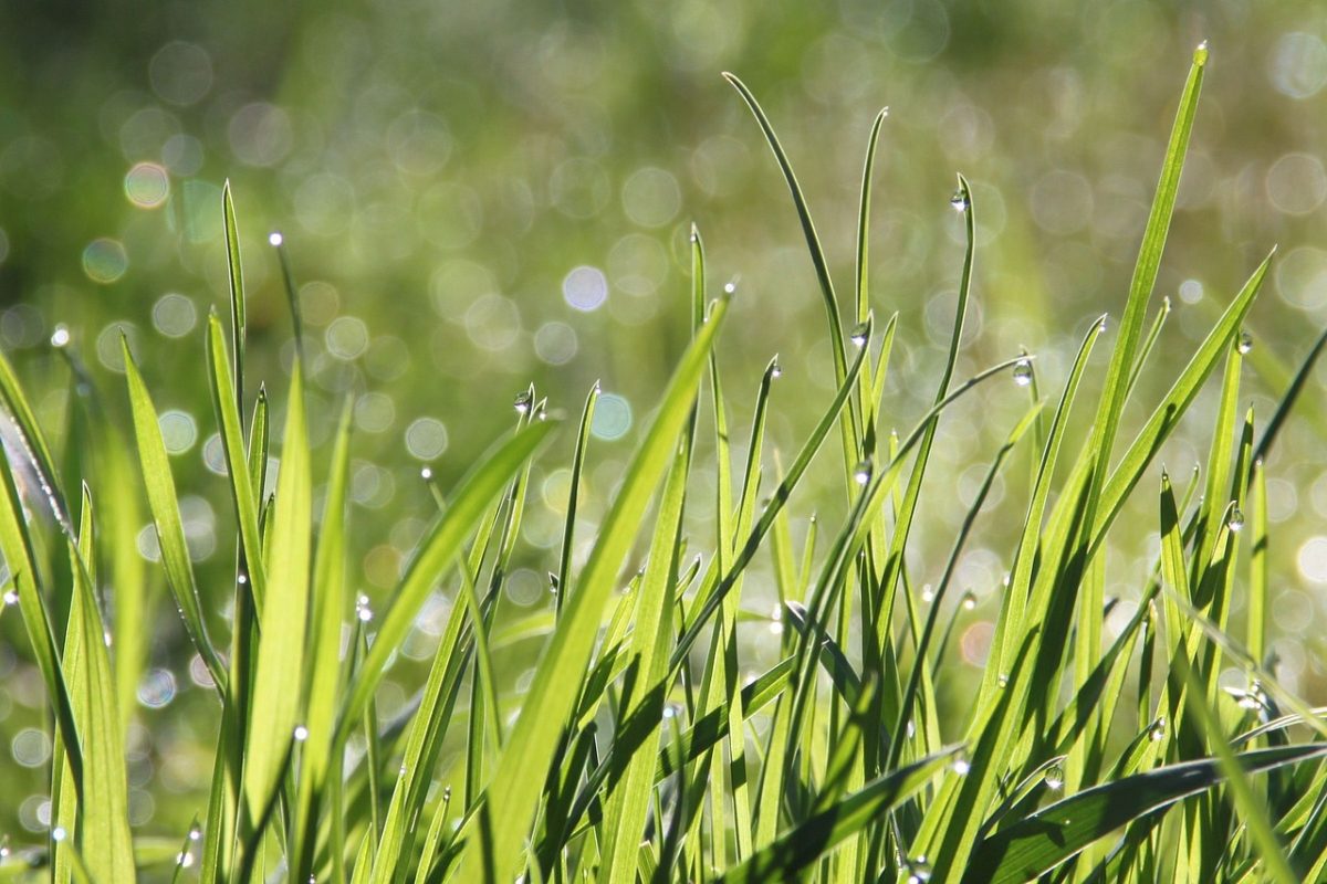 Manfaat rumput belulang (Foto: Pixabay - Salyasin).