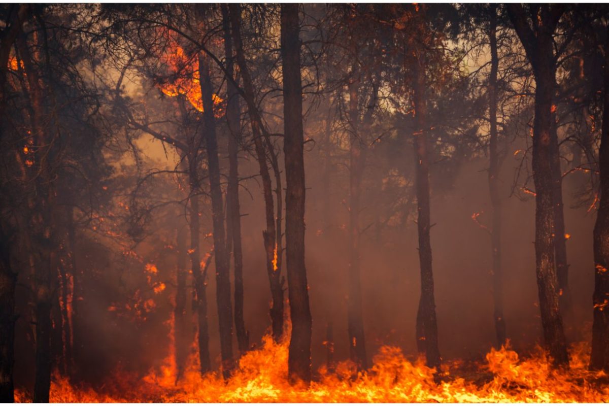 Penyebab Kebakaran Hutan, Jaga Jantung Kehidupan