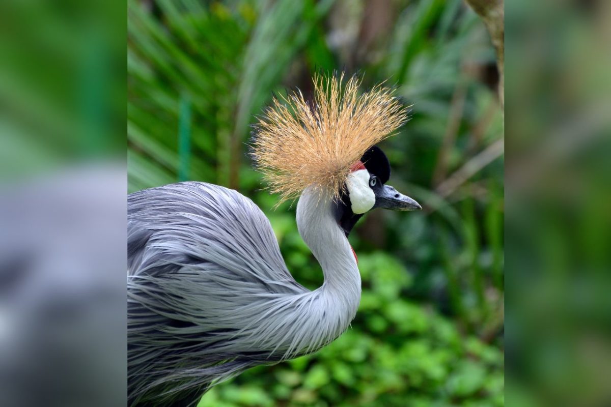 Menjelajahi Keunikan Fauna Tipe Australis di Indonesia Bagian Timur
