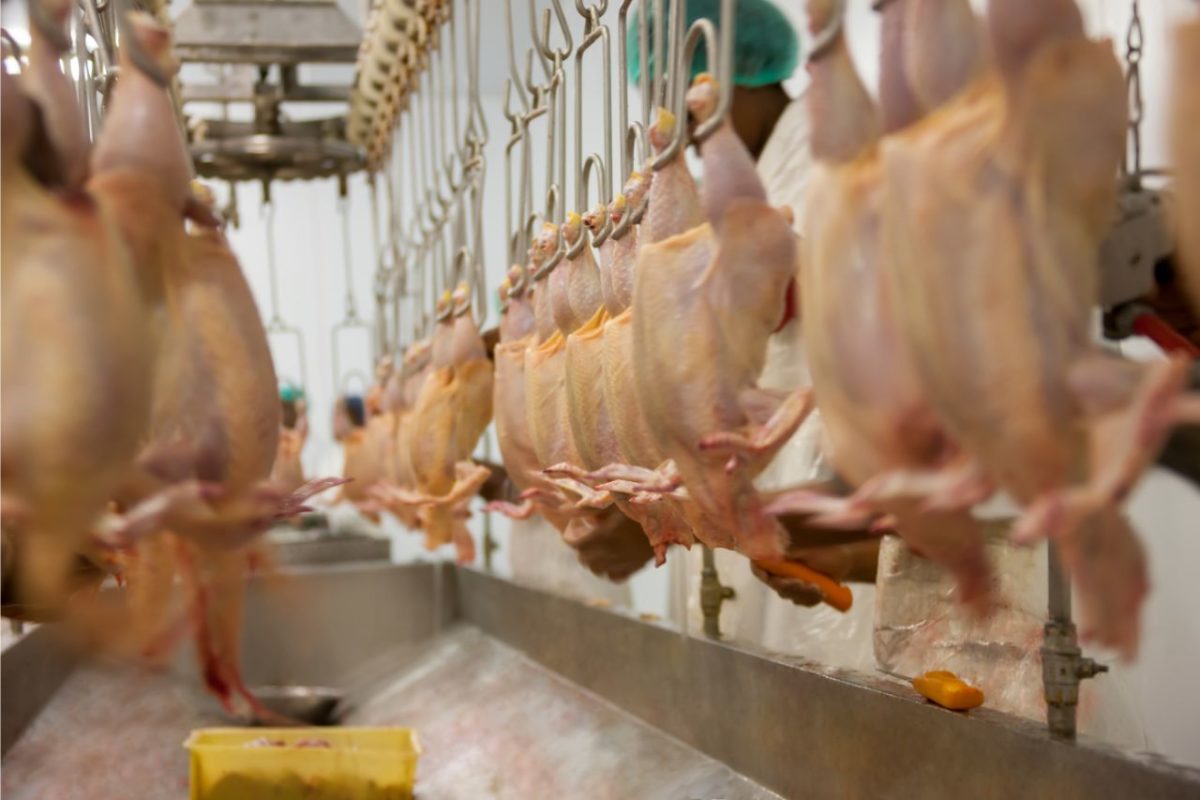 Pembuangan Limbah Pemotongan Ayam yang Ramah Lingkungan