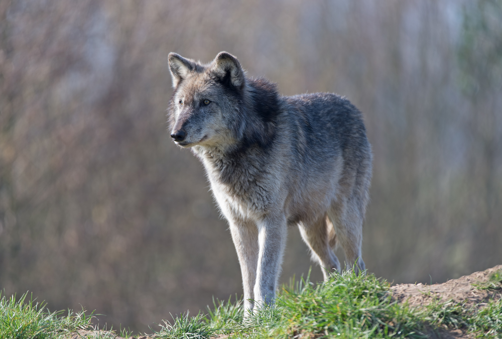 Apa Saja Manfaat dari Serigala? Hewan yang Miliki Segudang Peran bagi Manusia dan Alam