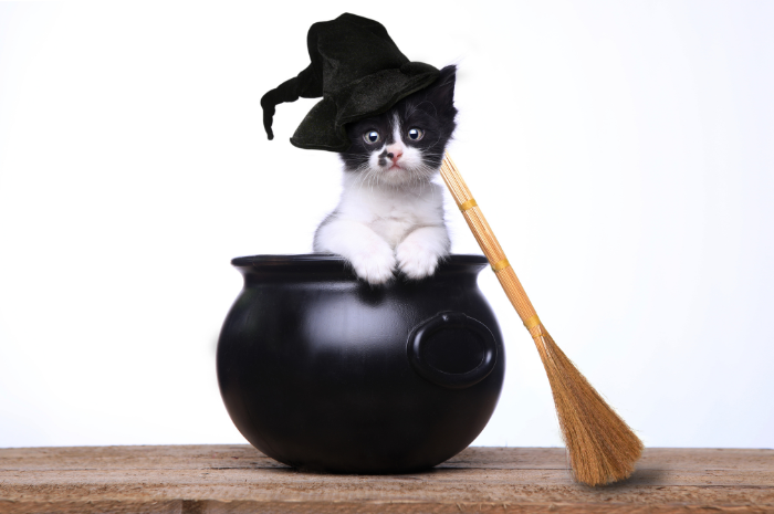 Ajarkan Penerimaan Melalui Buku Anak Gobbolino the Witch's Cat, Rekomendasi dari Pengarang The Danish Way of Parenting