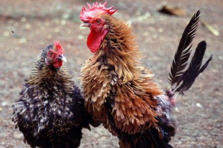 Mitos ayam walik sebagai penolak bala yang juga diyakini datangkan rezeki