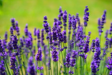 Ini Dia 9 Manfaat Bunga Lavender untuk Kesehatan yang Jarang Diketahui