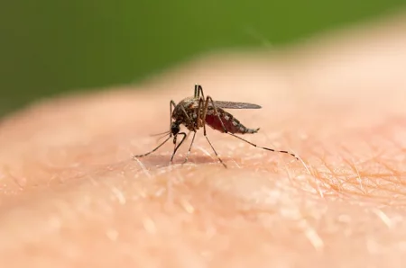 Nyamuk merupakan serangga yang sering menjadi pembawa penyakit berbahaya, seperti demam berdarah, west nile, zika dan malaria. Guna menekan populasi nyamuk, kamu bisa menggunakan bahan alami