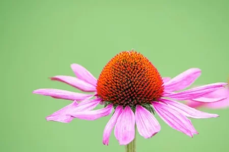 Ini Dia 9 Manfaat Echinacea bagi Kesehatan Tubuh yang Tak Banyak Diketahui