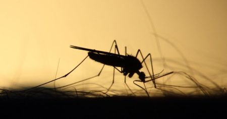 3 Fakta Tentang Nyamuk Wolbachia untuk Tangkal DBD