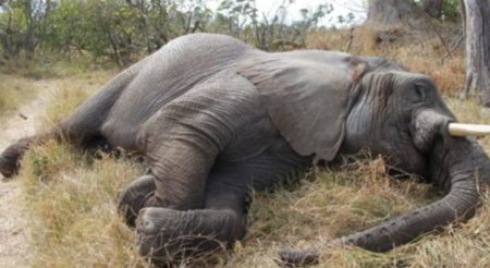 Belasan gajah di Taman Nasional Hwange, Zimbabwe mati kehausan. (Foto: Net)