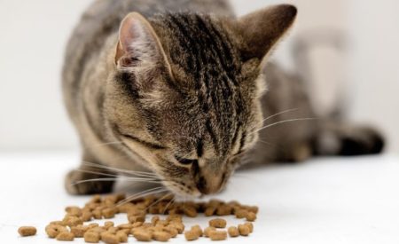 Kucing Kamu Susah Makan ? Coba Ini Deh !