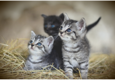 Mitos atau Fakta? Apakah Kucing Kitten Boleh Memakan Makanan Dewasa