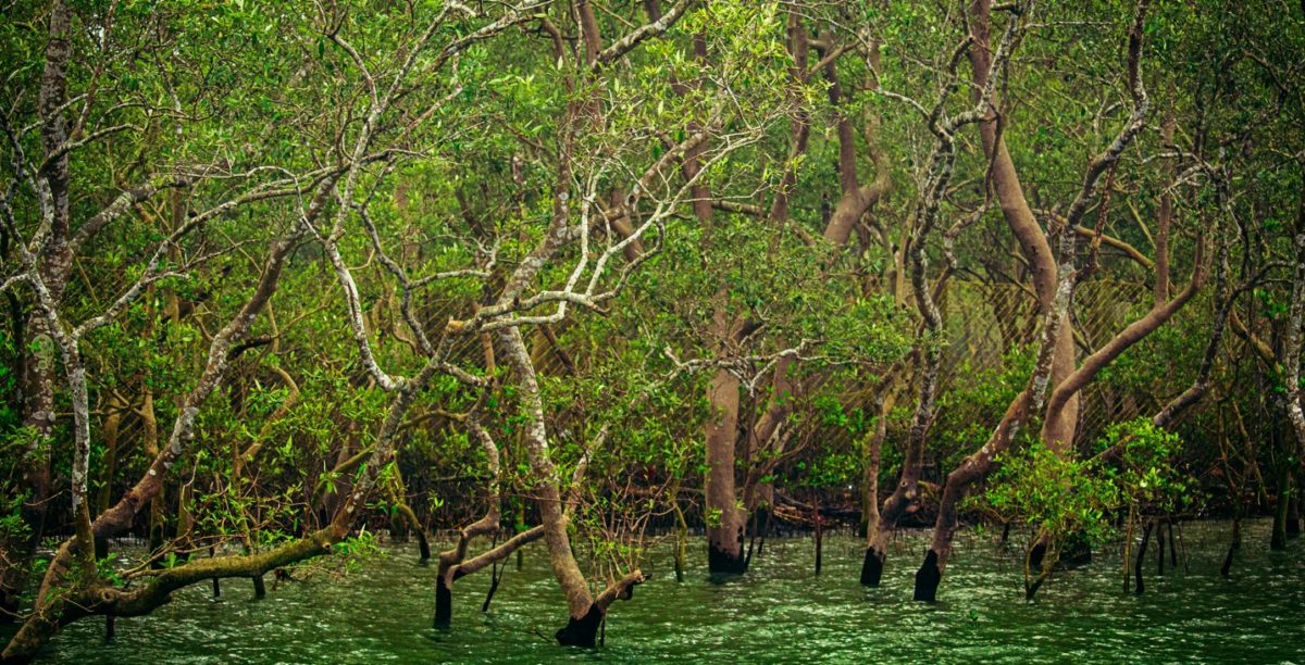 7 Rekomendasi wisata hutan mangrove di Jawa Timur