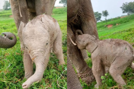 Kabar Gembira! Perdana di 2024 Induk Gajah Sumatera Pleno Melahirkan di Taman Nasional Way Kambas