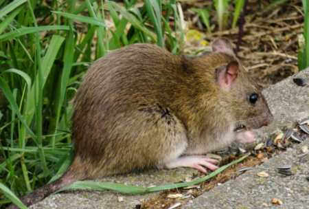 Ampuh! Tips Sederhana Mencegah Tikus Masuk ke Rumah Anda
