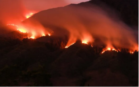 vonis pembakar hutan gunung bromo
