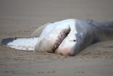 paus orca bunuh hiu