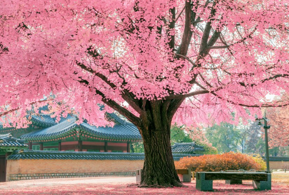 Fakta Unik Pohon Sakura