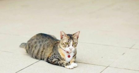 7 Tanda Kucing Liar Ingin Dipelihara, Nomor 7 Bikin Hati Tersentuh