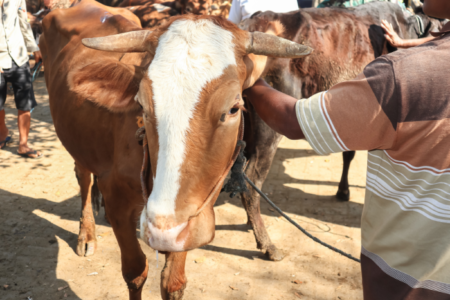 Daftar harga sapi kurban di hari raya idul adha 2024. (Foto: Getty Images/Ilyas Al Aziz)