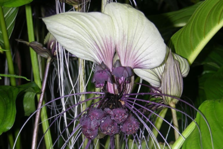 5 bunga unik dengan bentuk teraneh di dunia yang mungkin belum pernah anda lihat