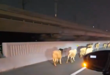 kambing di jalan tol