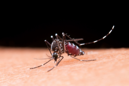 3 perbedaan nyamuk penyebar malaria dan DBD, kenali ciri dan cara pencegahannya