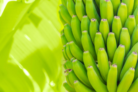 4 tips efektif menurunkan gula darah secara alami dengan daun pisang